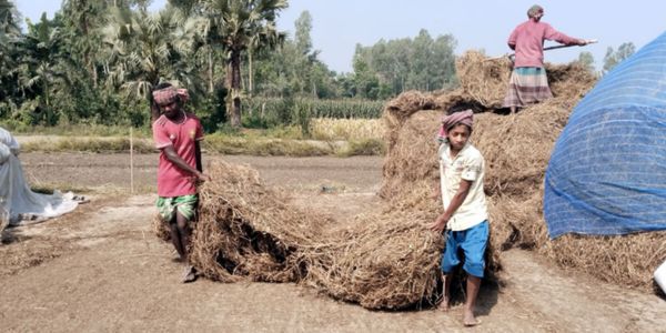 মানিকগঞ্জে খেসারি কালাই ঘরে তুলতে ব্যস্ত কৃষক